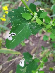 Chrysoesthia sexguttella