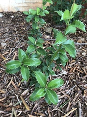 Osmanthus