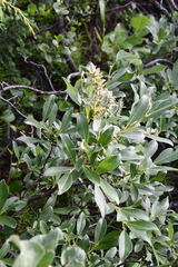 Salix glauca