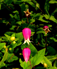 Clematis glaucophylla