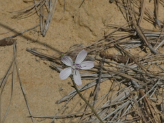 Stephanomeria diegensis