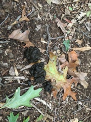 Odocoileus virginianus