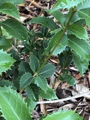 Osmanthus