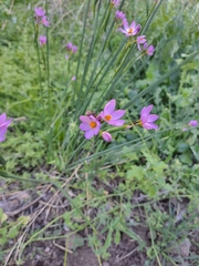 Olsynium scirpoideum