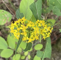 Solidago arguta