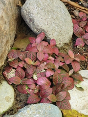 Fittonia albivenis