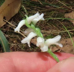 Spiranthes ovalis
