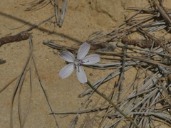 Stephanomeria diegensis