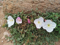 Oenothera acaulis
