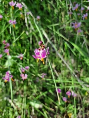 Olsynium scirpoideum