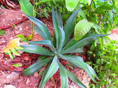 Agave desmettiana