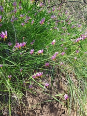 Olsynium scirpoideum