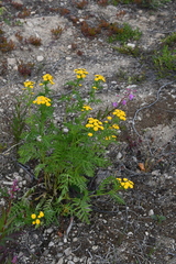 Tanacetum vulgare boreale