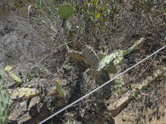 Opuntia littoralis