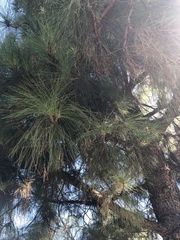 Pinus sabiniana