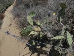 Opuntia littoralis