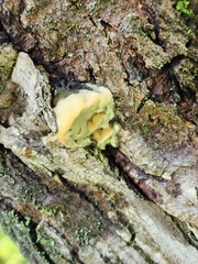 Mensularia radiata