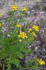 Tanacetum vulgare boreale