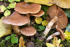 Cortinarius semiodoratus