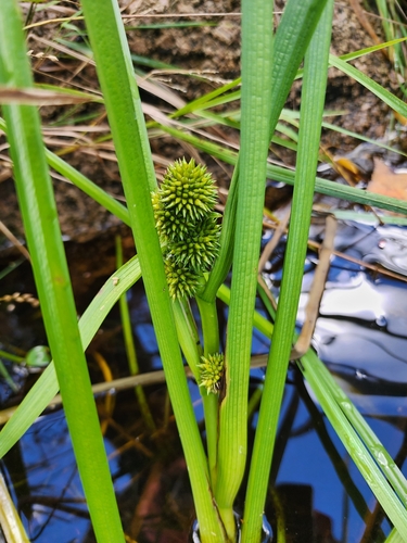 Image of Sparganium glomeratum by (c) Norma Malinowski, some rights reserved (CC BY)
