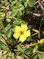 Oxalis megalorrhiza