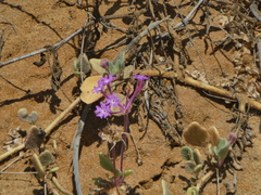Abronia umbellata