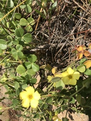 Oxalis megalorrhiza