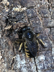Xylocopa tabaniformis parkinsoniae