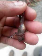 Pristimantis lacrimosus