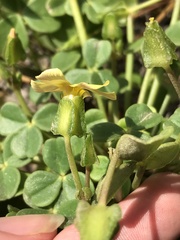 Oxalis megalorrhiza