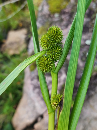 Image of Sparganium glomeratum by (c) Norma Malinowski, some rights reserved (CC BY)