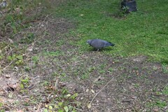 Patagioenas picazuro