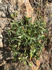 Oxalis megalorrhiza