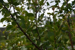 Betula fruticosa