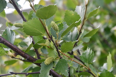 Betula fruticosa
