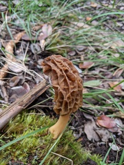 Morchella