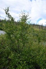 Betula fruticosa