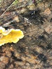 Euparius marmoreus