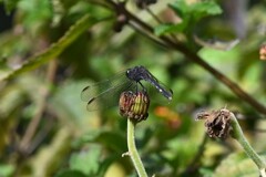 Erythrodiplax nigricans