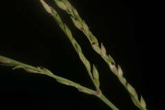 Urochloa glumaris
