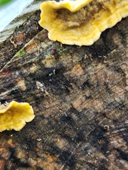 Euparius marmoreus