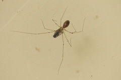 Pholcus manueli
