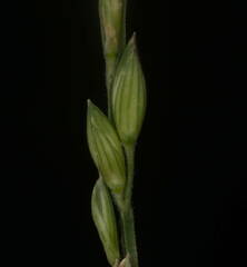 Urochloa glumaris