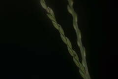 Urochloa glumaris