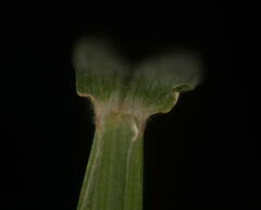 Urochloa glumaris