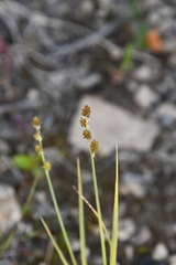 Carex brunnescens