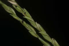 Urochloa glumaris