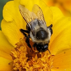 Bombus impatiens