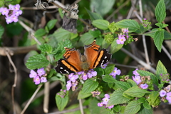 Hypanartia bella