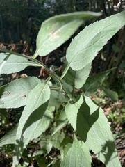 Symphyotrichum cordifolium
